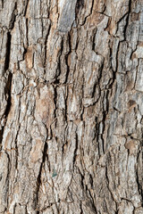 Background texture of the bark of a tree. Wooden texture.