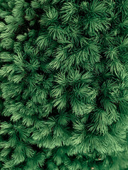 Naklejka na ściany i meble Conifer tree close-up background look
