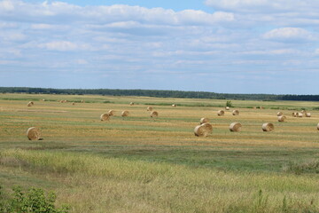 Fototapeta na wymiar hay meadow field with mowed wheat. Autumn harvest time hay harvest