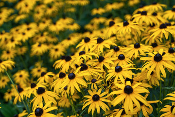 Black eyed susan- rudbeckia flowers,  yellow flowers blooms in the garden