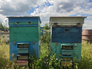 Row of bee hives while collecting pollen