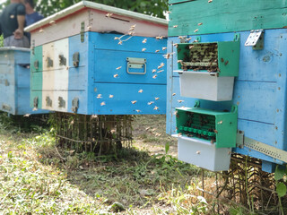 Row of bee hives while collecting pollen
