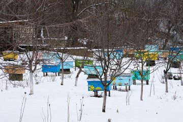 Bee hives in the garden in winter