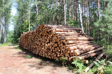 Wycinka drzew w lesie, składowanie drewna