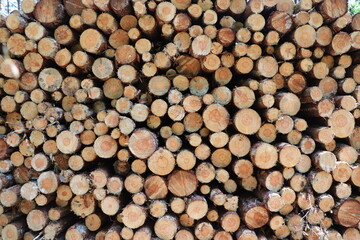 Wycinka drzew w lesie, składowanie drewna