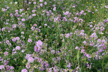 Violet field flowers with ladybug