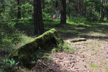 Stary cmentarz w lesie - obrazy, fototapety, plakaty