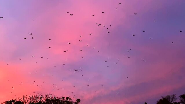 flock of bats flying in pink sunset sky. group of flying fox, sunset. nature.