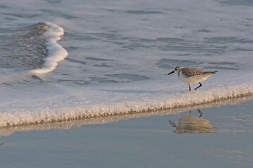 Semipalmated sandpiper and reflection enters the incoming surf with trepidation on sandy beach