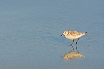 Semipalmated sandpiper strolling with reflection and shadow across beach in receding surf
