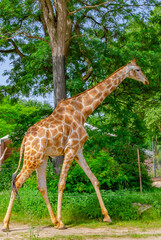 giraffe in the zoo, Dortmund, Germany  © Elena
