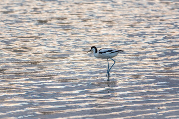 Water bird pied avocet, Recurvirostra avosetta, feeding in the lake. The pied avocet is a large...