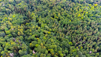 beuatiful green mixed forest in Stuttgart, Germany