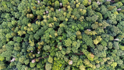 drone shot from a green mixed forerst in Stuttgart, Germnay
