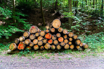 tree trunk stack in the middle of the forest