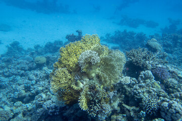 Fototapeta na wymiar Colorful, picturesque coral reef at bottom of tropical sea, yellow fire coral, underwater landscape