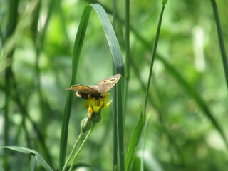 Papillon sur un brin d'herbe 