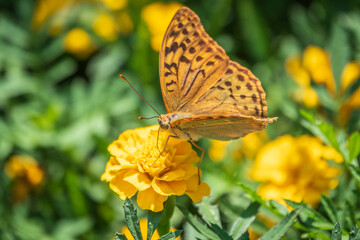 The dark green fritillary butterfly collects nectar on flower. Speyeria aglaja is a species of butterfly in the family Nymphalidae.