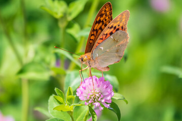 The dark green fritillary butterfly collects nectar on flower. Speyeria aglaja is a species of butterfly in the family Nymphalidae.