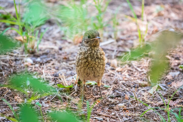 The common redstart, Phoenicurus phoenicurus, young bird, is sitting on a ground against a blurred background.