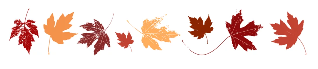 Foto op Canvas Autumn maple leaves, orange fall leaf, thanksgiving or halloween design elements in orange red and yellow autumn colors, seasonal clip art or design elements for border or background illustrations © Arlenta Apostrophe
