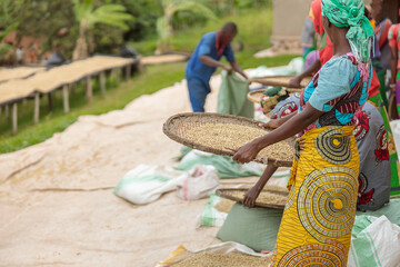 African American female workers sorting through coffee cherries in region of Rwanda - obrazy, fototapety, plakaty