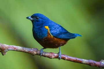 Chestnut-bellied Euphonia (Euphonia pectoralis)