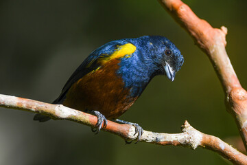 Chestnut-bellied Euphonia (Euphonia pectoralis)
