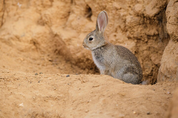 Cute hare sitting on ground