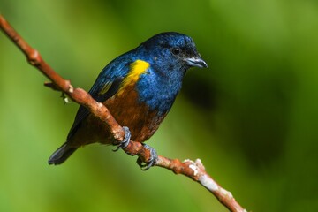 Chestnut-bellied Euphonia (Euphonia pectoralis)