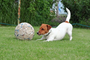 A little dog (Jack Russell Terrier) is playing with a ball in the garden.