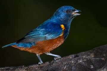 Chestnut-bellied Euphonia (Euphonia pectoralis)