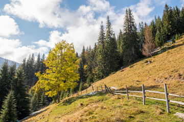 Incredible autumn landscape with yellow trees in mountains. Beautiful nature in autumn Ukraine, Carpathians