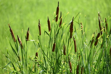 Obraz premium Flower of cattail.Typhaceae perennial emerging plants.It grows in shallow watersides and blooms brown sausage-shaped flowers from June to August. Flowers are edible and medicinal.