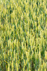 Closeup of unripe common wheat on a field