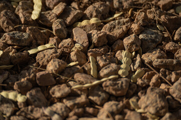 Rocks and Seed pods