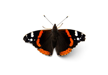 Red Admiral Isolated on white background.
