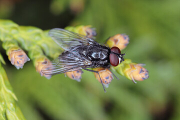 A fly sitting on a green plant.
