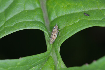 Euscelis distinguendus a leafhopper from the family Cicadellidae on a leaf.