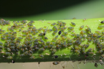 Cereal leaf aphid Rhopalosiphum maidis infestation on the corn stalk.