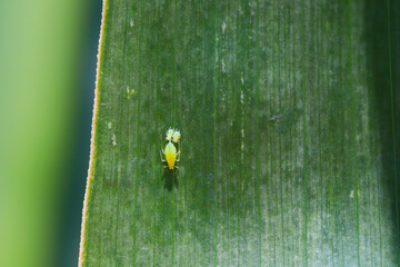 The rose-grain aphid or rose-grass aphid (Metopolophium dirhodum) on a corn leaf.