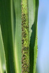 Fototapeta premium Cereal leaf aphid Rhopalosiphum maidis infestation on the corn stalk.