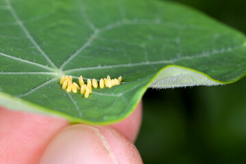 Large or cabbage white butterfly, Pieris brassicae, eggs laid on the  nastutium leaf in unusual individual pattern.