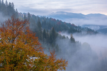 Misty morning in the Carpathian mountains in autumn. White fog over the dreamy mountain range, covered with green forest