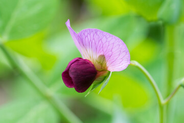Closeup of pink pea flower (Pisum sativum) - obrazy, fototapety, plakaty