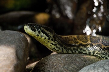 yellow anaconda