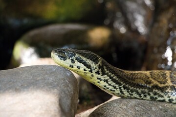 yellow anaconda