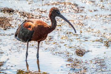 The glossy ibis, latin name Plegadis falcinellus, searching for food in the shallow lagoon.
