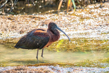 The glossy ibis, latin name Plegadis falcinellus, searching for food in the shallow lagoon.