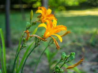 lilies 8